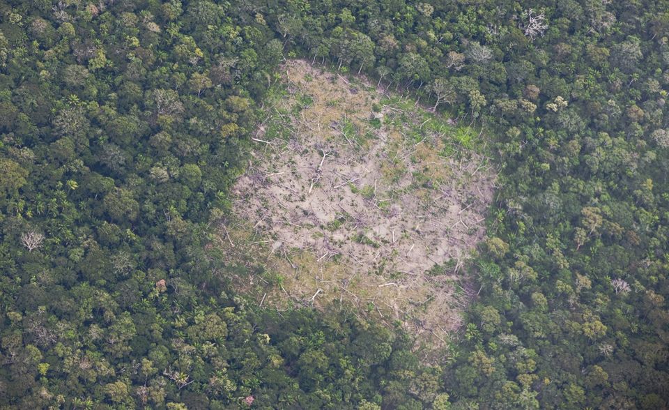 Mit mehr als 64 Millionen Hektar Wald auf 60 Prozent seiner Fläche zählt auch Bolivien zu den waldreichsten Ländern der Welt. Es grenzt an den Amazonas. Im Jahr 2020 fielen 430.000 Hektar Wald dem Kahlschlag zum Opfer, laut dem World Resources Institute davon 246.000 Hektar für neue Viehweiden – wodurch Emissionen von 192 Millionen Tonnen CO2-Äquivalenten freigesetzt wurden. Von 2002 bis 2020 gingen 3 Millionen Hektar oder sieben Prozent des Primärwalds verloren, insgesamt ein Fläche von 6 Millionen Hektar, oder 9,5 Prozent des Bestands, was laut World Forest Watch einer Freisetzung von 6,7 Gigatonnen CO2-Äquivalenten entspricht.