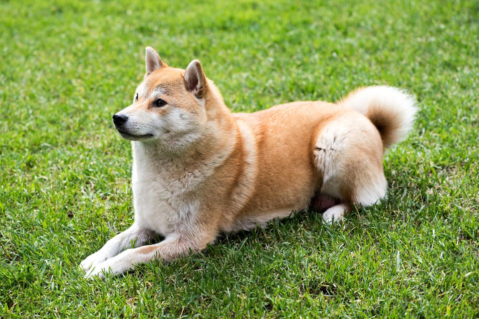 Ein Shiba Inu liegt auf einem Rasen