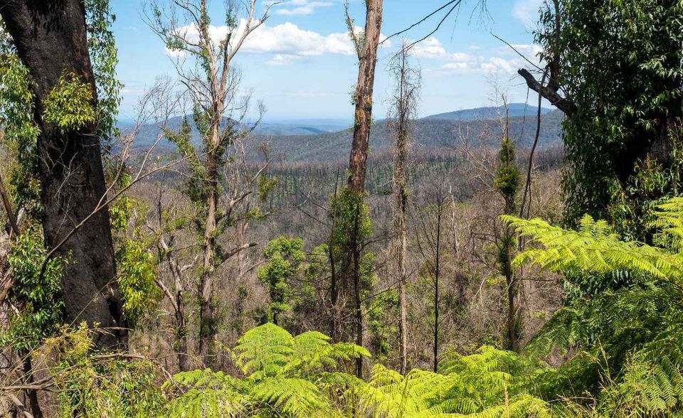 Australien kam hingegen 2020 exakt auf das Niveau von 1990. Die Weltbank verzeichnete jeweils 1,34 Millionen Quadratkilometer Wald. Das habe 17 Prozent der Landfläche entsprochen.