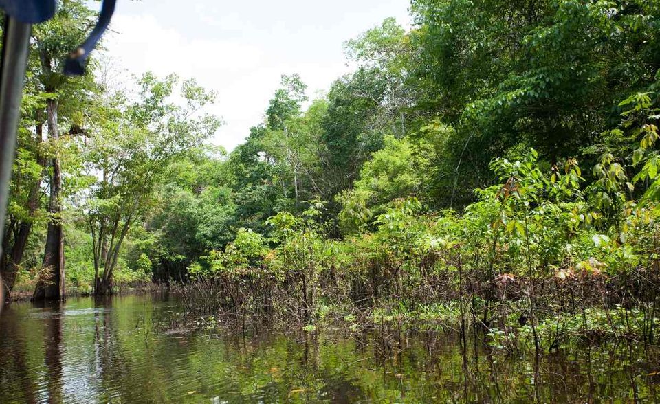 Brasilien hat weiterhin die zweitgrößte Waldfläche der Welt. Die Rodung des Regenwaldes hinterlässt jedoch in der Statistik deutliche Spuren. 1990 waren demnach 5,89 Millionen Quadratkilometer beziehungsweise 70 Prozent der Landfläche Brasiliens von Wald bedeckt gewesen. 30 Jahre später hatte sich der Anteil auf 4,97 Millionen Quadratkilometer oder 59 Prozent verringert.