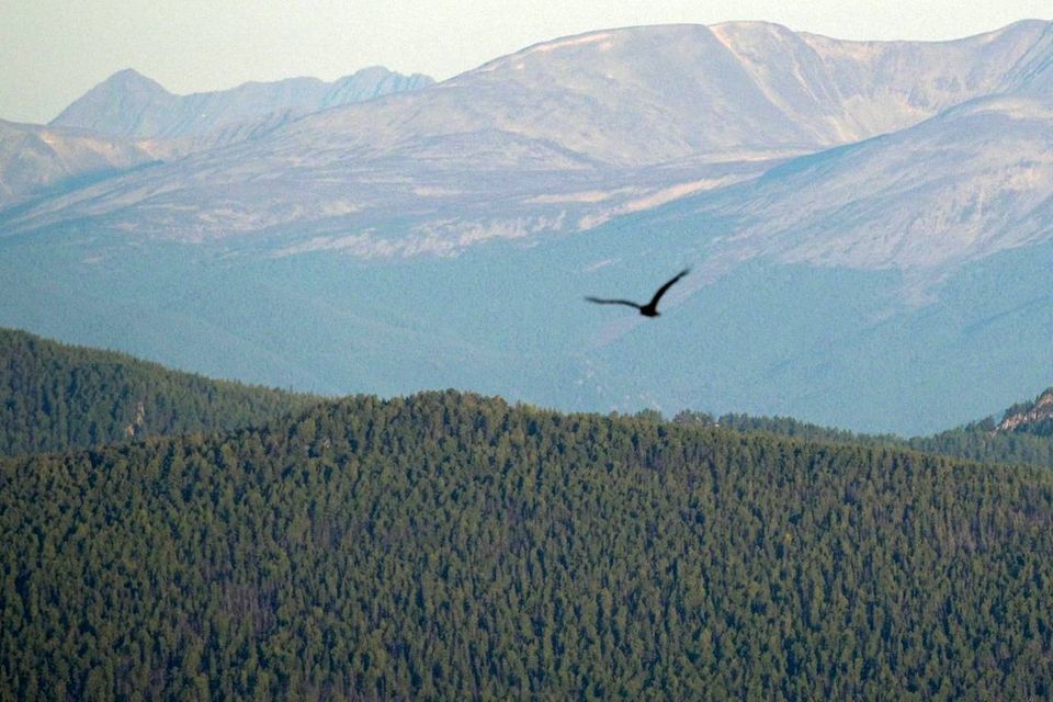 Russland besitzt mit Abstand die größten Waldflächen unter allen Staaten. 2020 waren laut der Weltbank 8,15 Millionen Quadratkilometer oder exakt 50 Prozent des flächenmäßig größten Landes der Welt von Wald bedeckt. Das war ein Prozent mehr als 1990 (8,09 Millionen Quadratkilometer). Deutschland kam auf 114.190 Quadratkilometer Waldfläche. Es verharrt der Statistik zufolge seit 2015 auf diesem Plateau, das knapp einem Drittel der Landesfläche entspricht. Die Bundesrepublik lag im Ranking hinter Norwegen und vor dem Iran sowie Neuseeland.