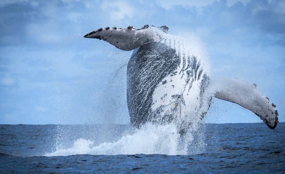 Seit Ende 2021 gehört eine für die Buckelwale wichtige Zone vor Costa Rica zu den Hope Spots.