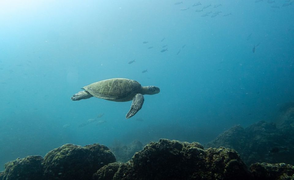 SEA TURTLES ARE AMONG MANY SPECIES THAT WILL BENEFIT FROM THE CREATION OF THE NEW HOPE SPOT