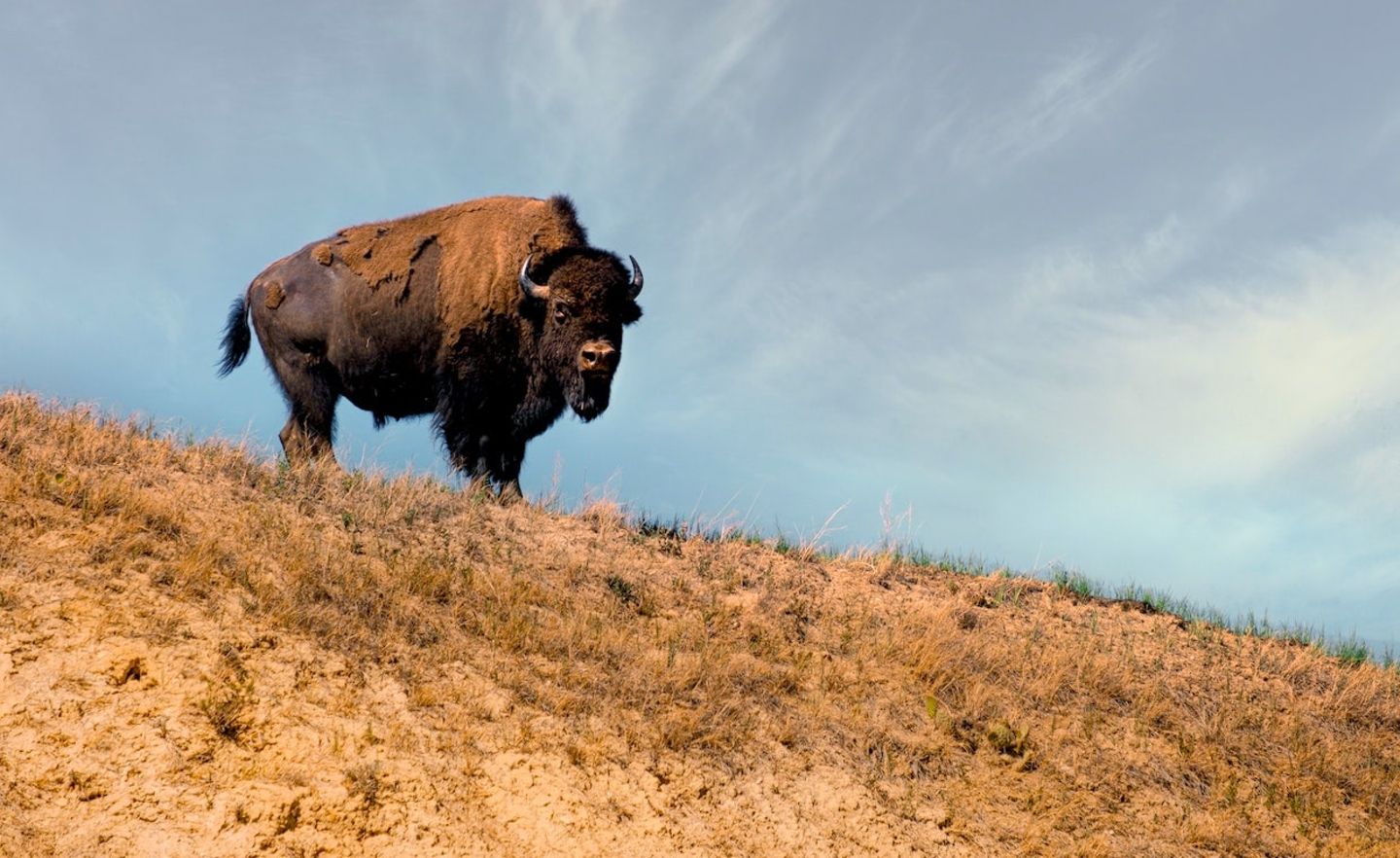 Bison ist im Januar 2019 mit seiner App gestartet