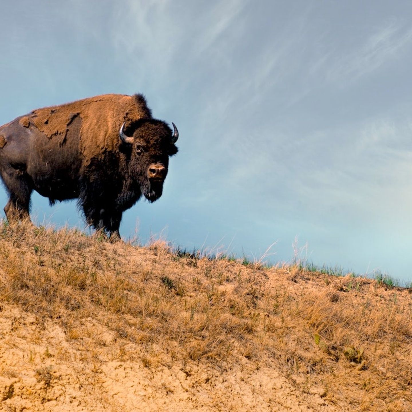 Krypto-App Bison erzielt 40 Mio. Euro Umsatz - Capital.de