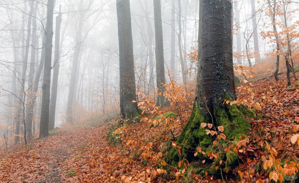 Die Ukraine belegte im Wald-Ranking direkt vor Italien weltweit den 54. Platz. 96.900 Quadratkilometer reichten in Europa für Platz acht. Damit waren aber laut der Weltbank lediglich 16,7 Prozent der Landesfläche von Wäldern bedeckt – der mit Abstand niedrigste Wert dieser Liste. Im 30-Jahres-Vergleich gab es einen Anstieg zu vermelden. Damals verfügte die Ukraine den Angaben zufolge über 92.740 Quadratkilometer Wald.