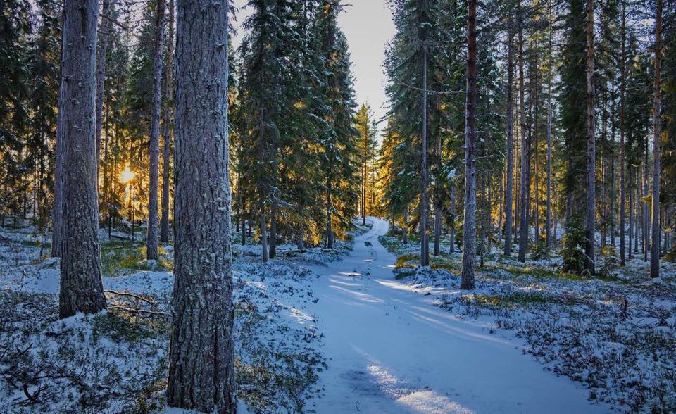 Schweden ist die unangefochtene Wald-Nation Nummer eins in Europa. Die weltweite Nummer 22 kam laut der Weltbank 2020 auf rund 279.800 Quadratmeter Wald. Das habe 68,7 Prozent der Landesfläche entsprochen – der zweithöchste Wert der Top 10 hinter dem Nachbarn Finnland. Die skandinavische Nation war allerdings auch das einzige Land der Spitzengruppe, das im Vergleich zum Waldbestand 1990 einen Rückgang verzeichnete. Der fiel allerdings mit minus 830 Quadratkilometern vergleichsweise minimal aus.