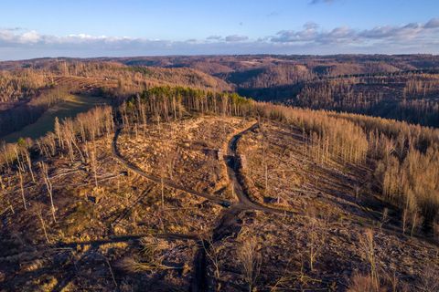 Abgestorbener Wald und kahle Bäume auf dem Armeleuteberg bei Wernigerode. Die Dürrejahre 2018 bis 2020 haben massive Waldschäden zur Folge gehabt