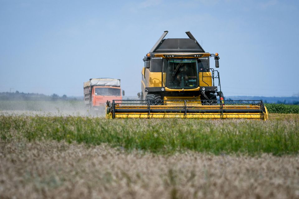 Weizenernte in der Ukraine: Das Land gehört zu den wichtigsten Getreideexporteuren