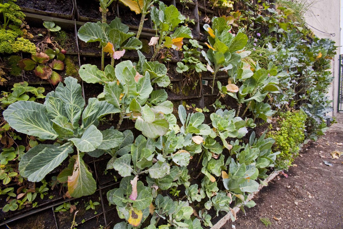 Eine Wand, an der Gemüse angepflanzt wird.
