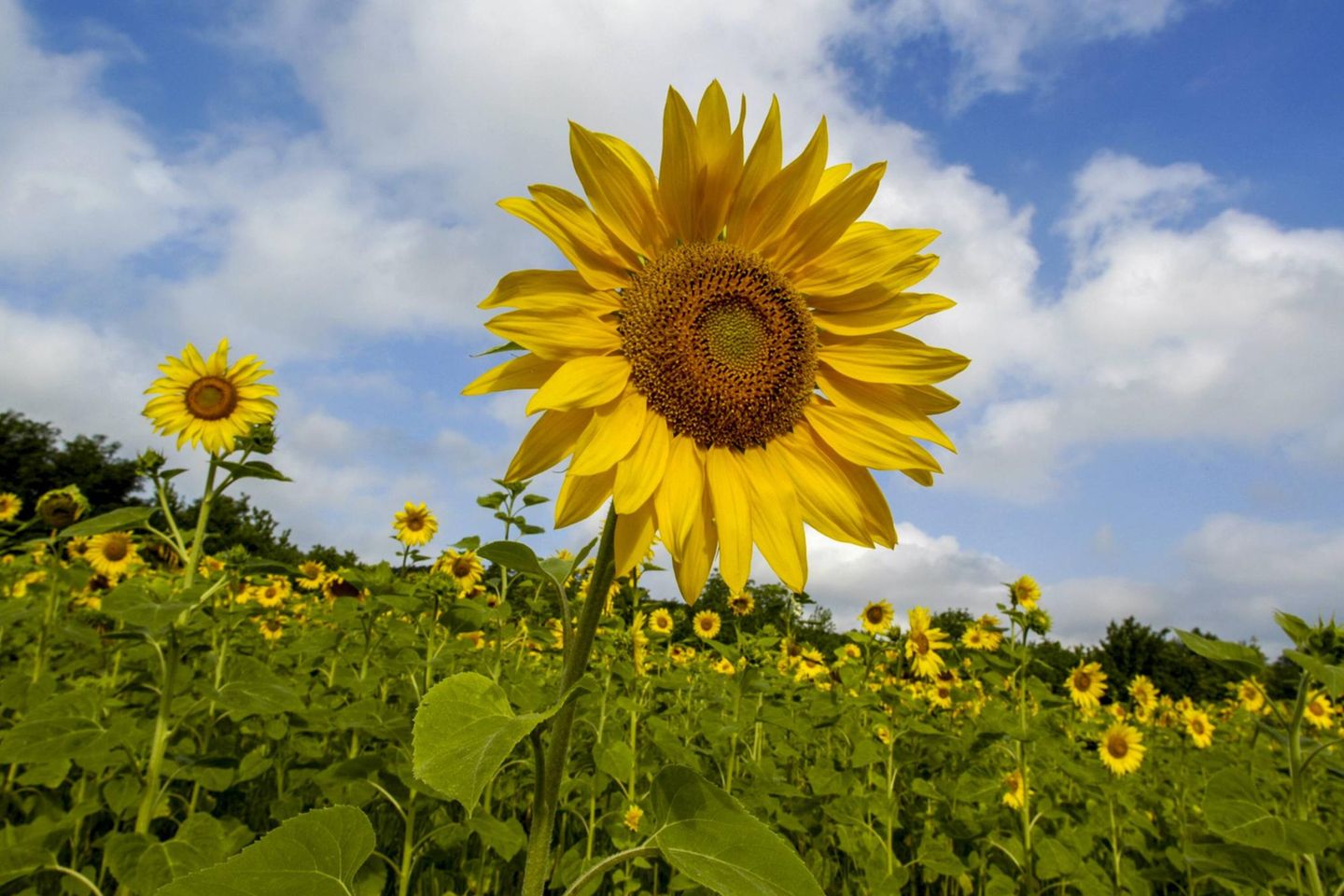 Deutschland deckt nach Angaben des Verbands der ölsaatenverarbeitenden Industrie seinen Bedarf an Sonnenblumenöl zu 94 Prozent über Importe.