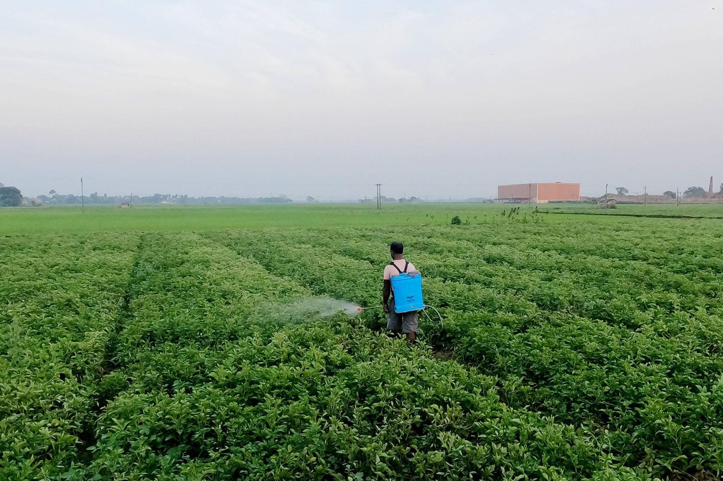 Ein Landwirt versprüht Pestizide auf einem Feld am Rande von Kalkutta in Indien