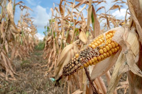Die Maisernte in der Ukraine könnte laut Schätzungen auf 19 Millionen Tonnen oder weniger als die Hälfte fallen