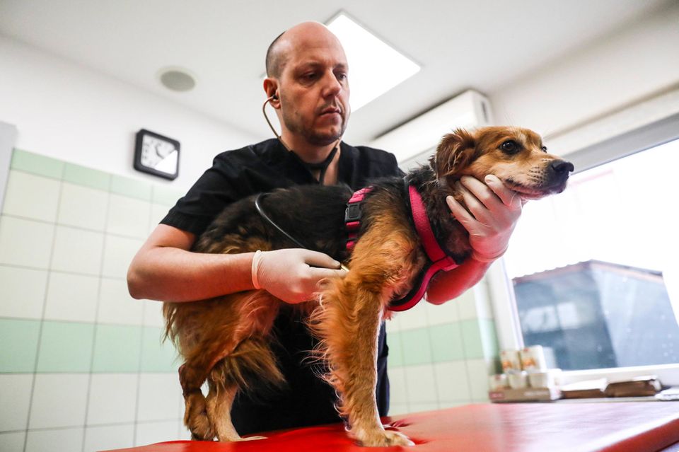 Haustiere kosten Geld, vor allem die Tierarztbesuche. Versicherungen können die Kosten allerdings reduzieren