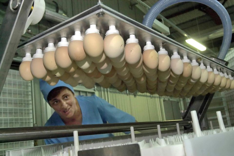 Eine Arbeiterin platziert Eier für die Brutkammer in einer Hühnerzucht der Agroholding Bezrk-Begrankorm.