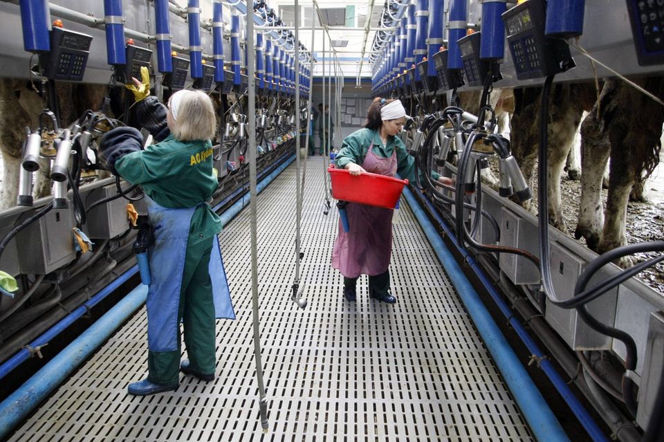 In einem Milchbetrieb der Agroholding Kuban in der Region Krasnodar bedienen Arbeiterinnen 2010 automatisierte Melktechnik.
