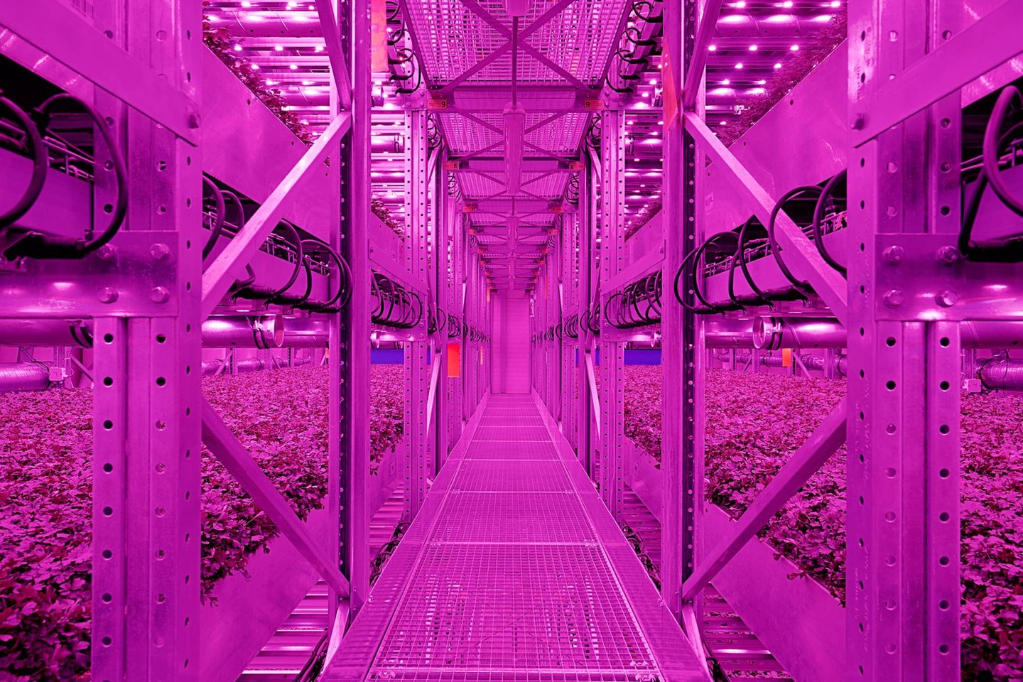 Vertical Farming: Die Zukunft der Landwirtschaft  leuchtet in grellem Pink Die Zukunft der Landwirtschaft  leuchtet in grellem Pink