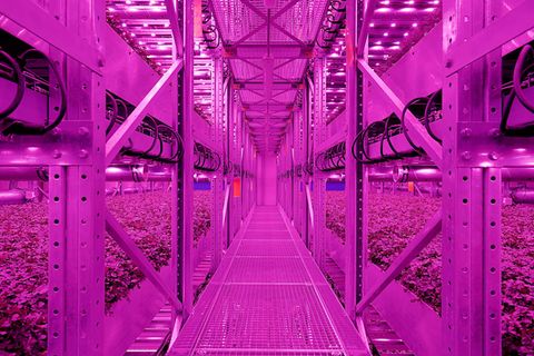 Die Zukunft der Landwirtschaft  leuchtet in grellem Pink