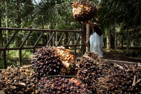 Indonesien Palmöl Joko Widodo