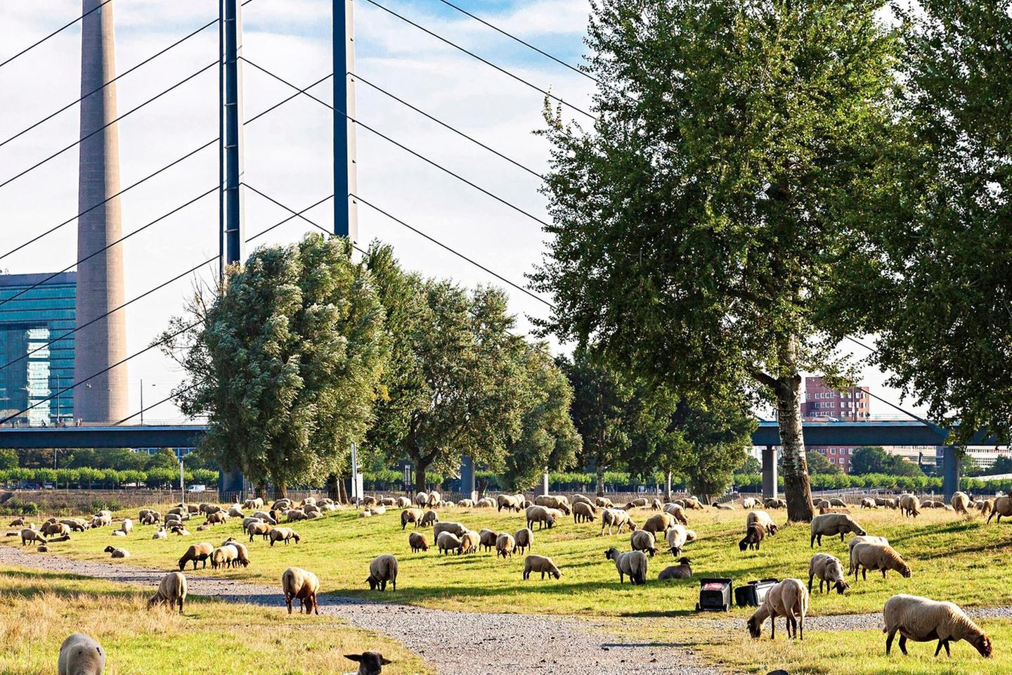 Auf den Rheinwiesen haben noch Schafe Platz – doch für Neubauten wird es eng