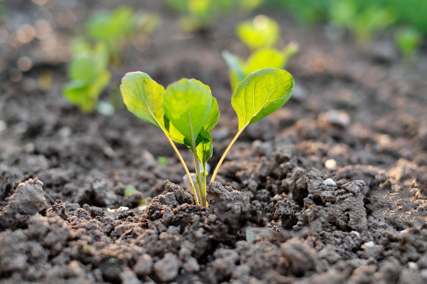 The issue of sustainability remains a tender seed in the insurance industry