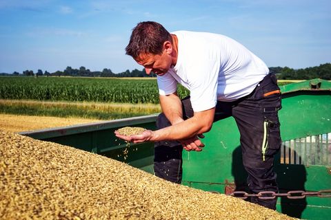 Junger Landwirt auf einem Getreideanhänger prüft die Qualität des frisch gedroschenen Getreides