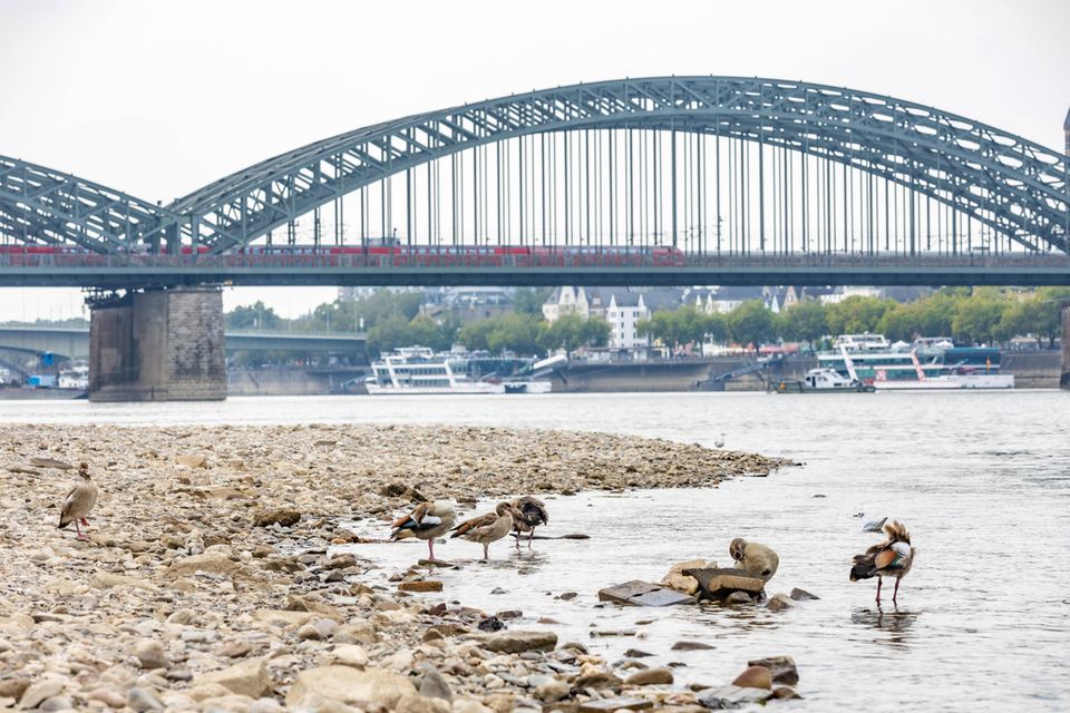 Rheinufer in Köln: Aufgrund der akuten Hitze und Regenmangel werden großflächiger Sand- und Kiesflächen freigelegt
