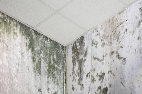 Eine Zimmerecke ist von grünem Schimmel befallen