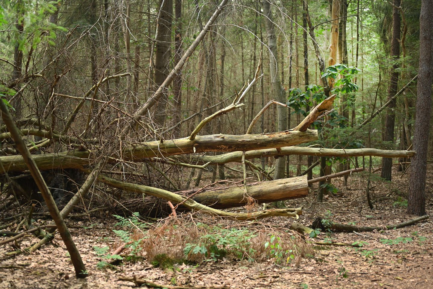 Waldschäden im Taunus: Wogegen können sich Waldbesitzer versichern?