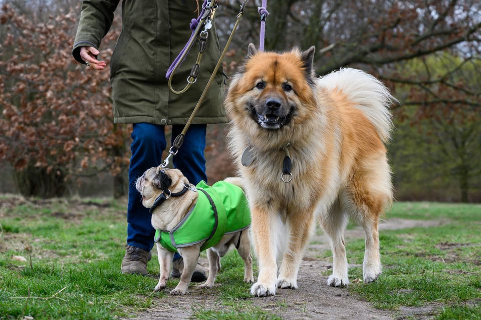 Eine Frau hat einen Mops und einen Eurasier an der Leine