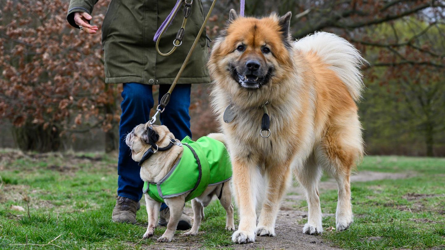 So versichern Sie ihren Hund richtig - Vimarsana News