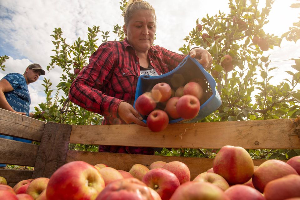Auch für viele Obstbauern wurde 2022 gemessen am Ertrag ein gutes Jahr. Das Statistische Bundesamt (Destatis) rechnete in einer ersten Prognose damit, dass die Apfelernte um knapp 46 000 Tonnen und damit 4,6 Prozent höher ausfallen wird als 2021. Verglichen mit dem zehnjährigen Durchschnitt belaufe sich das Plus sogar auf 8,2 Prozent. Witterungsbedingt sei bislang wenig Krankheits- und Schädlingsbefall festgestellt worden, hieß es. Bei den Kirschen wurde die Vorjahresernte sogar um 26,8 Prozent übertroffen.