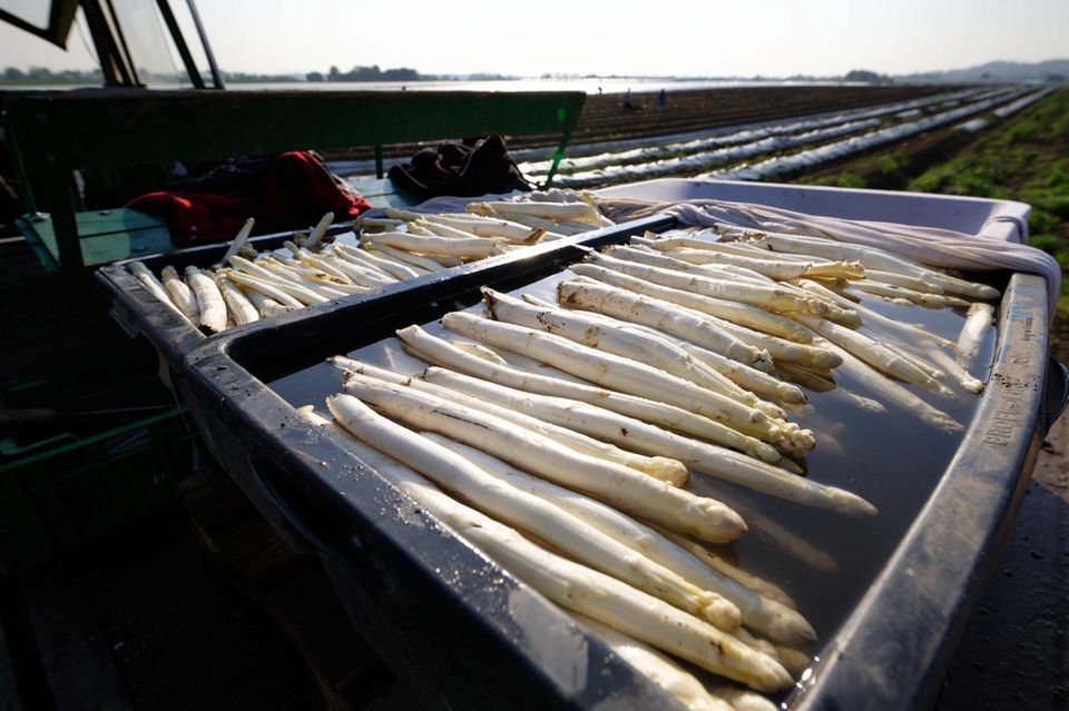 Spargel entwickelte sich im Krisenjahr 2022 vom Saisonliebling zum Ladenhüter. Die für viele Verbraucher zu hohen Preise waren auch einem Rückgang bei der Erntemenge geschuldet. Sie sank mit 113.000 Tonnen gegenüber dem Vorjahr um fünf Prozent und im Vergleich der vergangenen sechs Jahre um knapp zehn Prozent. Die Gründe waren hier laut den Experten ähnlich wie bei Erdbeeren kleinere Anbaufläche und eine gesunkene Nachfrage. Die größten Spargelproduzenten waren Niedersachsen, Bayern und Nordrhein-Westfalen.