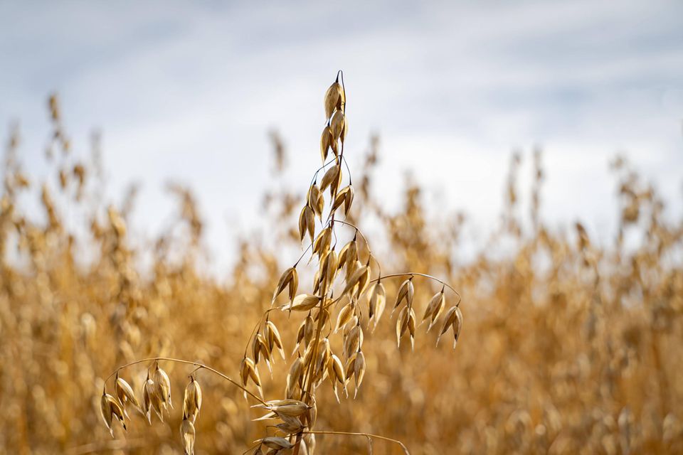 Beim Hafer zeigte sich ein gemischtes Bild. Zwar verringerte sich die Anbaufläche um zehn Prozent. Dafür konnte bei der Ernte 2022 der Ertrag pro Hektar um elf Prozent gesteigert werden. Daher sank die Erntemenge um lediglich ein Prozent auf 742.000 Tonnen Hafer. Das waren 21 Prozent mehr als der Durchschnittswert der Jahre 2014 bis 2021.