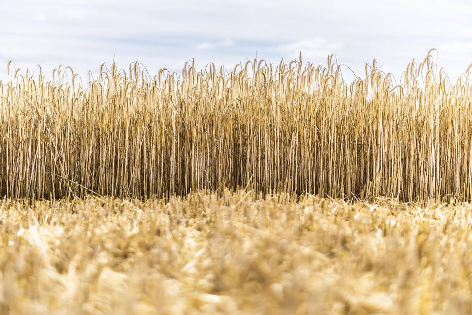 Gerste ist neben dem Einsatz beim Bierbrauen vor allem ein wichtiges Futtergetreide. Auch in diesem Bereich hat der Ukrainekrieg für Landwirte zu steigenden Preisen geführt. Die Erntemenge der Wintergerste stieg 2022 laut dem Bauernverband um rund fünf Prozent auf 9,3 Millionen Tonnen. Dafür sorgte trotz einer etwas kleineren Anbaufläche ein um acht Prozent höherer Ertrag je Hektar.