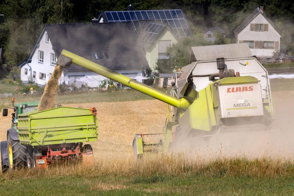 Beim Getreide konnte der Deutsche Bauernverband (DBV) nach vorläufiger Schätzung ein leichtes Plus vermelden. Die Ernte stieg demnach 2022 um knapp zwei Prozent auf rund 43,3 Millionen Tonnen. „Die aktuelle Erntemenge liegt allerdings immer noch sehr deutlich unter dem Durchschnitt der Jahre 2014-2021 (ohne das extreme Trockenjahr 2018) in Höhe von 45,6 Millionen Tonnen“, bilanzierte der Verband.