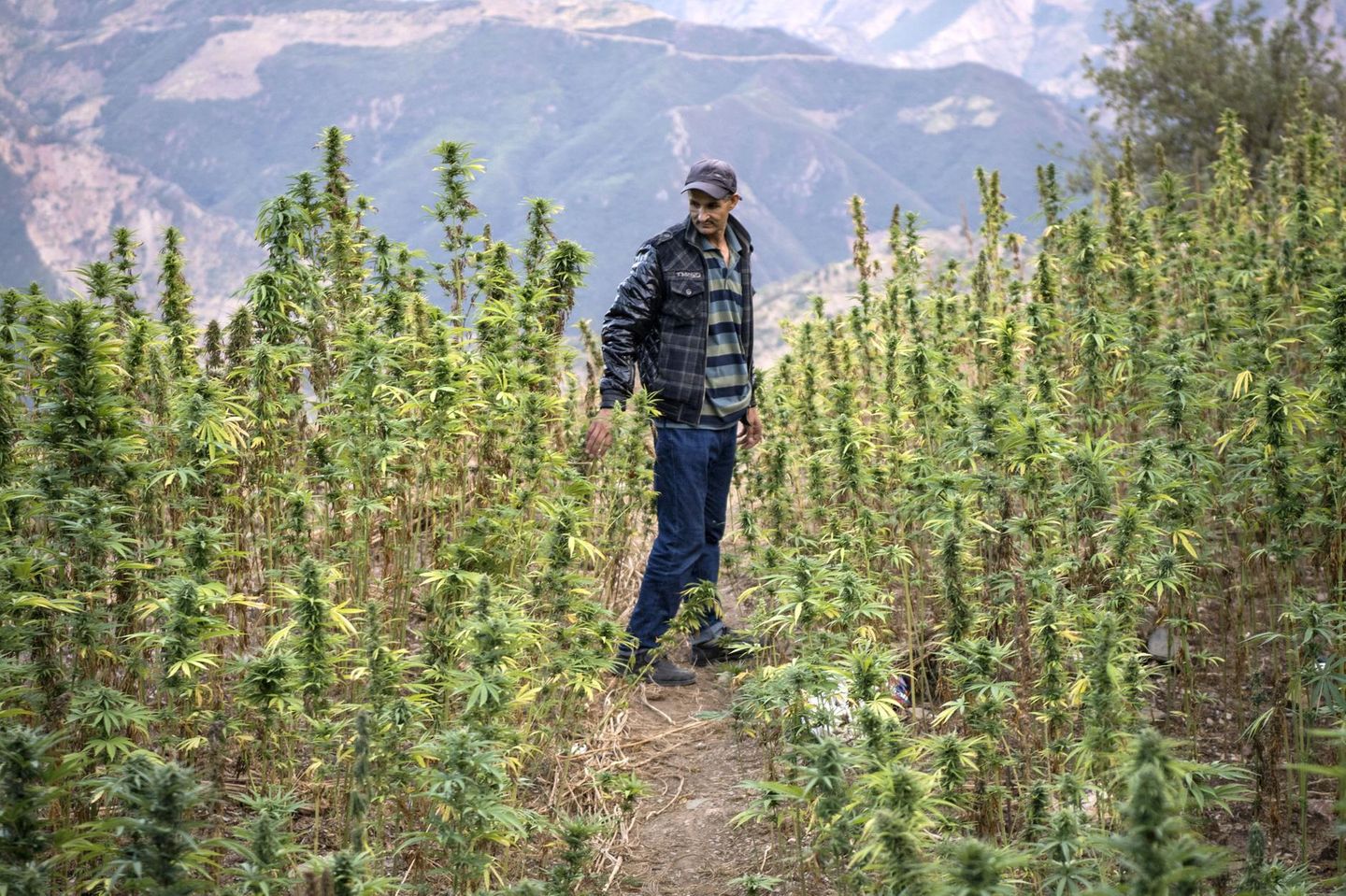 Ein Mann geht durch ein Cannabis-Feld im Rif-Gebirge