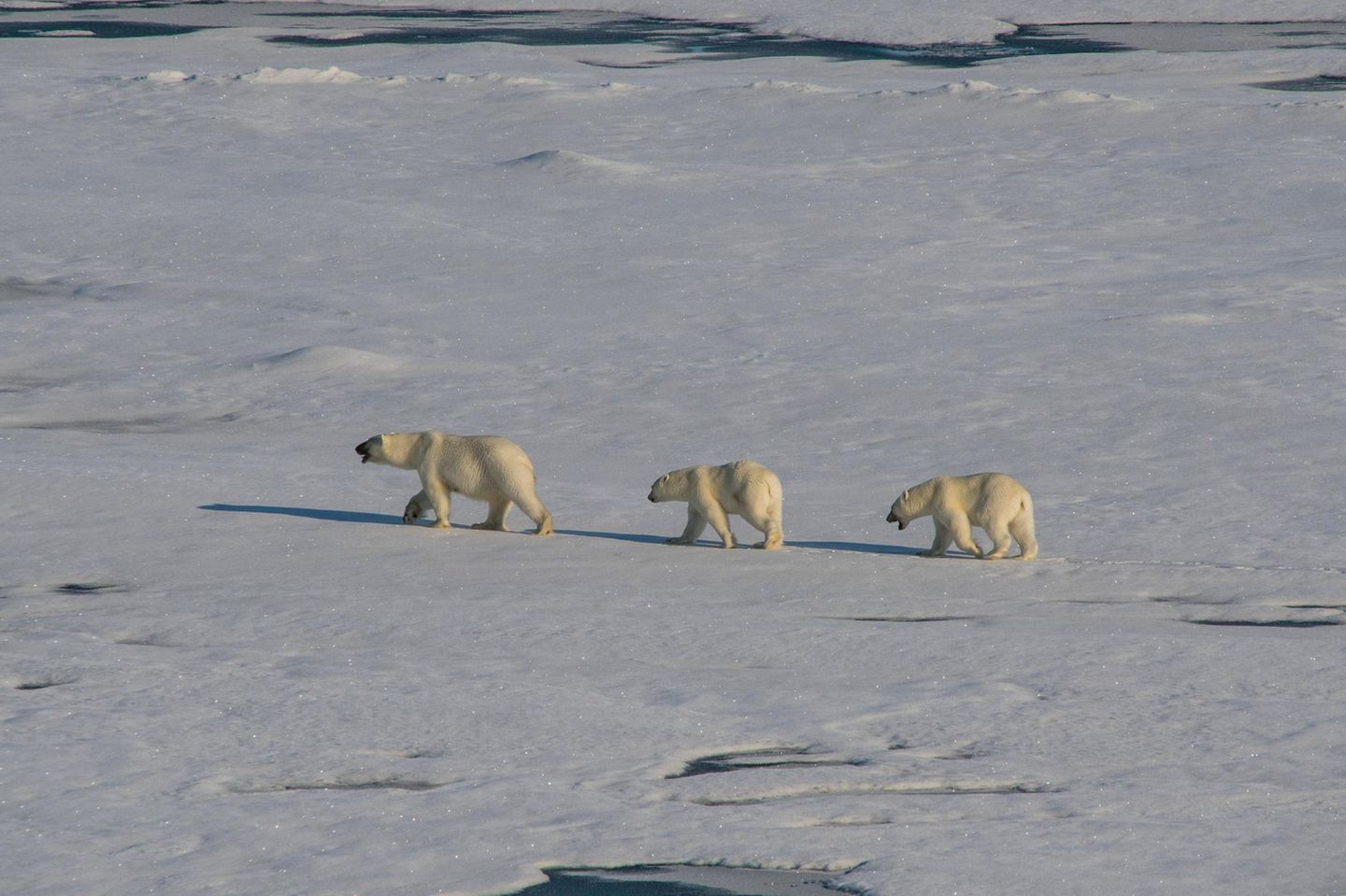 Je stärker das Eis schmilzt, um so profitabler wird die chinesische Idee von der arktischen Seidenstraße