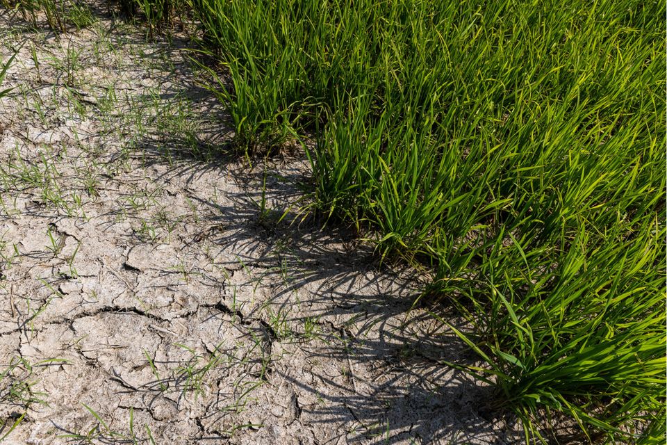 Ein trockenes Reisfeld in der italienischen Anbauregion zwischen Novara und Pavia im Sommer 2022.