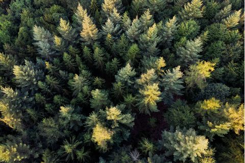 Econos wollte mit niedrigschwelligen Investmentprodukten für Wald und erneuerbare Energien punkten