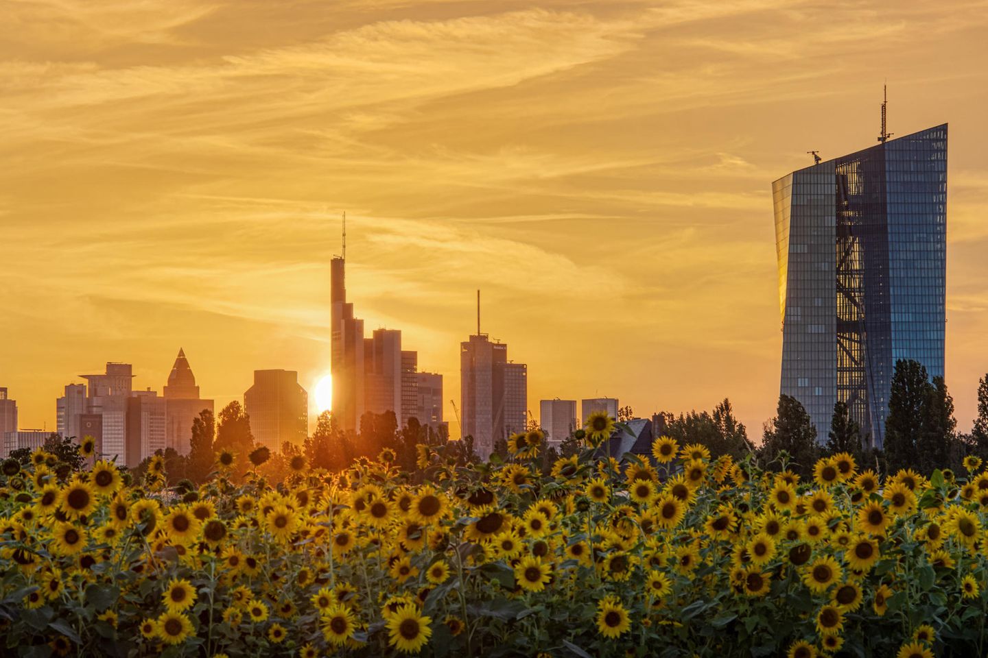 Blick vom Sonnenblumenfeld auf die Frankfurter Skyline