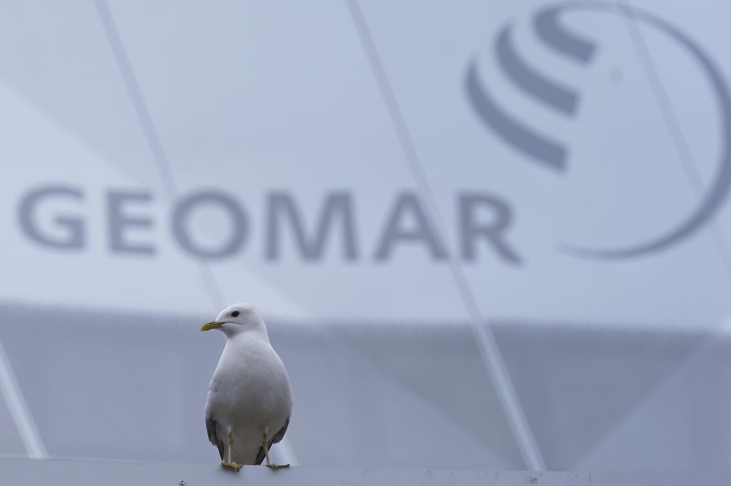 Eine Sturmmöwe sitzt vor dem Geomar-Logo an der Fassade des Geomar-Neubaus am Seefischmarkt