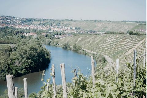 Weinanbau am Neckar