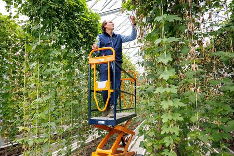 Sebastian Gresset begutachtet in einem Versuchsgewächshaus verschiedene Hopfenpflanzen
