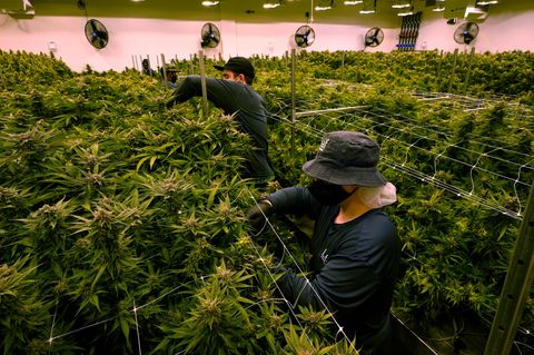 Eine Cannabis-Plantage in den USA