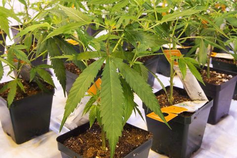 Cannabis-Pflanzen der Firma Aurora aus Kanada