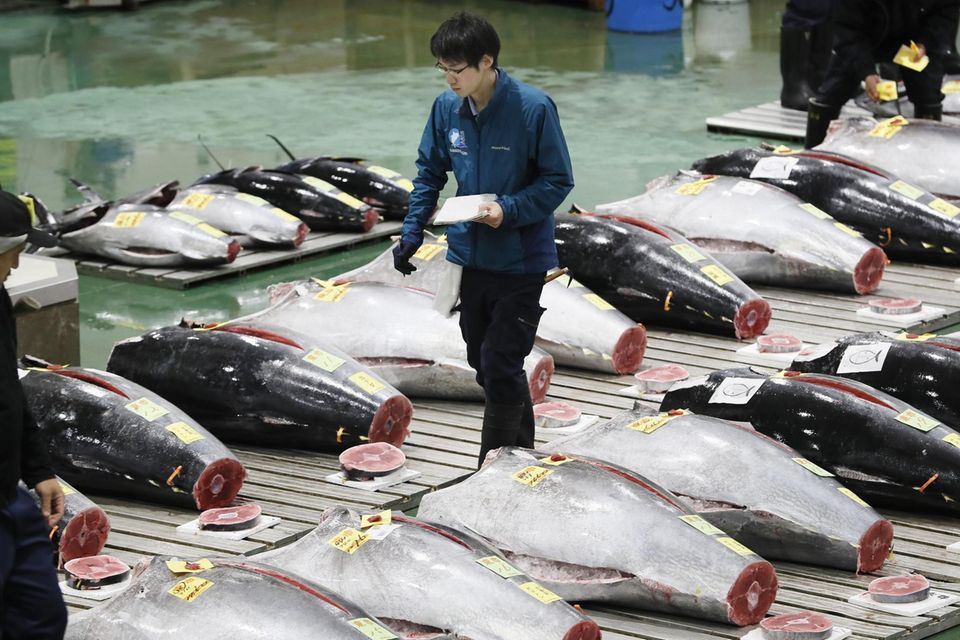 Japanischer Thunfisch auf dem Toyosu-Fischmarkt in Tokio.