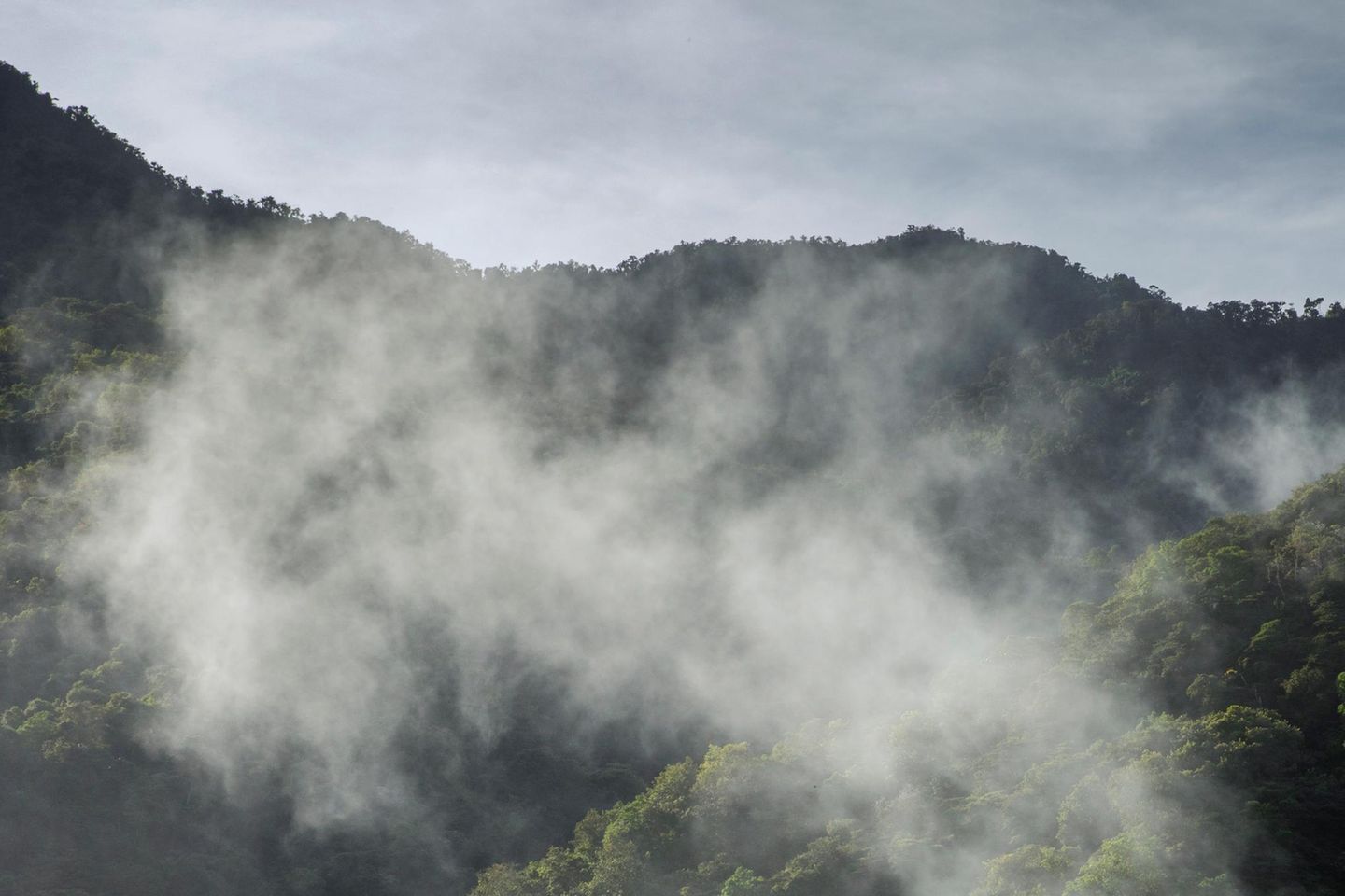 Nebel über dem Regenwald in Ecuador