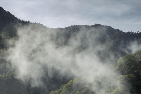 Nebel über dem Regenwald in Ecuador