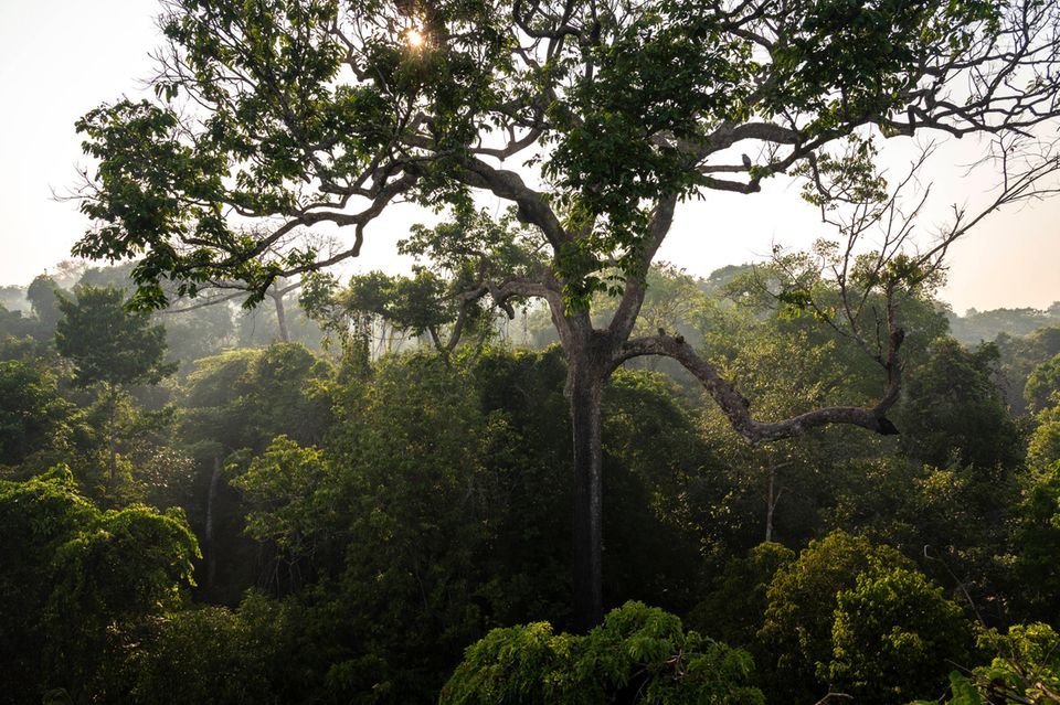 Nachhaltigkeit ist vielen Anlegern wichtig: Regenwald im Amazonas